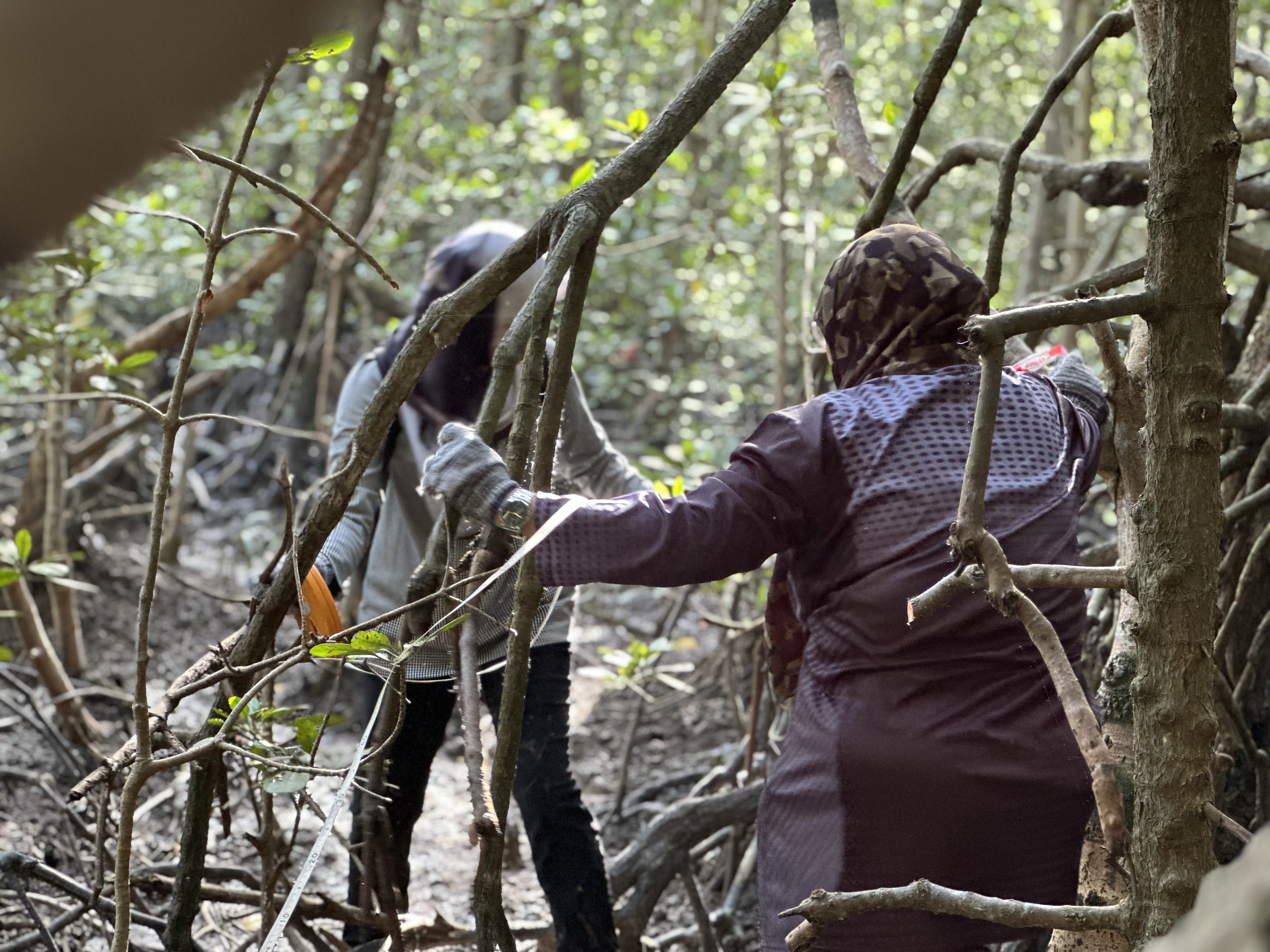 Malaysian forest biodiversity